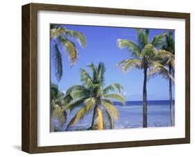 Coconut Palms on Beach, Tropical Island of Belize, Summer 1997-Phil Savoie-Framed Photographic Print