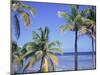 Coconut Palms on Beach, Tropical Island of Belize, Summer 1997-Phil Savoie-Mounted Photographic Print