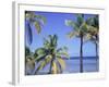 Coconut Palms on Beach, Tropical Island of Belize, Summer 1997-Phil Savoie-Framed Photographic Print