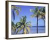 Coconut Palms on Beach, Tropical Island of Belize, Summer 1997-Phil Savoie-Framed Photographic Print