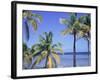 Coconut Palms on Beach, Tropical Island of Belize, Summer 1997-Phil Savoie-Framed Photographic Print