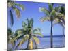 Coconut Palms on Beach, Tropical Island of Belize, Summer 1997-Phil Savoie-Mounted Photographic Print