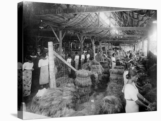 Coconut Production, India, 20th Century-null-Stretched Canvas