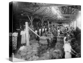 Coconut Production, India, 20th Century-null-Stretched Canvas