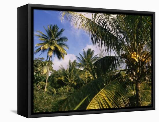 Coconut Production, Martinique, West Indies, Caribbean, Central America-Ken Gillham-Framed Stretched Canvas