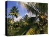 Coconut Production, Martinique, West Indies, Caribbean, Central America-Ken Gillham-Stretched Canvas