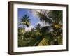 Coconut Production, Martinique, West Indies, Caribbean, Central America-Ken Gillham-Framed Photographic Print