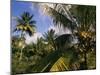 Coconut Production, Martinique, West Indies, Caribbean, Central America-Ken Gillham-Mounted Photographic Print