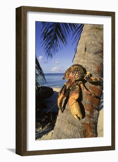 Coconut - Robber Crab (Birgus Latros) Climbing Coconut Tree, Aldabra Seychelles-Pete Oxford-Framed Photographic Print