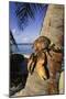 Coconut - Robber Crab (Birgus Latros) Climbing Coconut Tree, Aldabra Seychelles-Pete Oxford-Mounted Photographic Print