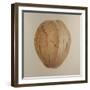 Coconut, Sri Lanka, 2010-Lincoln Seligman-Framed Giclee Print