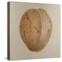 Coconut, Sri Lanka, 2010-Lincoln Seligman-Stretched Canvas