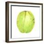 Coconut, Sri Lanka, 2015-Lincoln Seligman-Framed Giclee Print