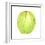 Coconut, Sri Lanka, 2015-Lincoln Seligman-Framed Giclee Print