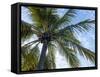 Coconut Tree, Low Angle View, Providenciales, Turks and Caicos Islands, West Indies, Caribbean-Kim Walker-Framed Stretched Canvas