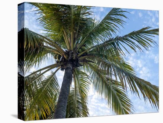 Coconut Tree, Low Angle View, Providenciales, Turks and Caicos Islands, West Indies, Caribbean-Kim Walker-Stretched Canvas