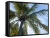 Coconut Tree, Low Angle View, Providenciales, Turks and Caicos Islands, West Indies, Caribbean-Kim Walker-Framed Stretched Canvas