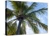 Coconut Tree, Low Angle View, Providenciales, Turks and Caicos Islands, West Indies, Caribbean-Kim Walker-Stretched Canvas