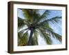 Coconut Tree, Low Angle View, Providenciales, Turks and Caicos Islands, West Indies, Caribbean-Kim Walker-Framed Photographic Print