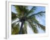 Coconut Tree, Low Angle View, Providenciales, Turks and Caicos Islands, West Indies, Caribbean-Kim Walker-Framed Photographic Print