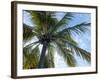 Coconut Tree, Low Angle View, Providenciales, Turks and Caicos Islands, West Indies, Caribbean-Kim Walker-Framed Photographic Print