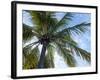 Coconut Tree, Low Angle View, Providenciales, Turks and Caicos Islands, West Indies, Caribbean-Kim Walker-Framed Photographic Print