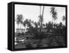 Coconut Trees Lying across Rr Tracks-null-Framed Stretched Canvas