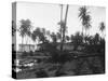 Coconut Trees Lying across Rr Tracks-null-Stretched Canvas