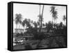 Coconut Trees Lying across Rr Tracks-null-Framed Stretched Canvas