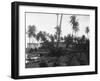 Coconut Trees Lying across Rr Tracks-null-Framed Photographic Print