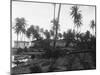 Coconut Trees Lying across Rr Tracks-null-Mounted Photographic Print