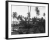 Coconut Trees Lying across Rr Tracks-null-Framed Photographic Print