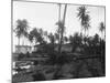 Coconut Trees Lying across Rr Tracks-null-Mounted Photographic Print