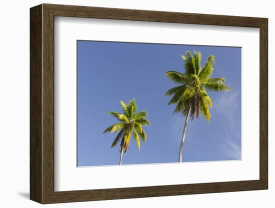 Coconut Trees, Plantation L'Union Estate, La Digue Island, the Seychelles-Rainer Mirau-Framed Photographic Print