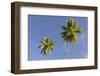 Coconut Trees, Plantation L'Union Estate, La Digue Island, the Seychelles-Rainer Mirau-Framed Photographic Print