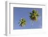 Coconut Trees, Plantation L'Union Estate, La Digue Island, the Seychelles-Rainer Mirau-Framed Photographic Print