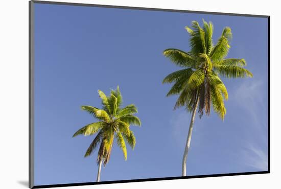 Coconut Trees, Plantation L'Union Estate, La Digue Island, the Seychelles-Rainer Mirau-Mounted Photographic Print