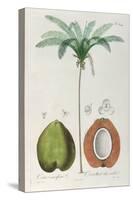 Coconuts and Coconut Tree (Palm Tree)-Louis Michel Dumesnil-Stretched Canvas