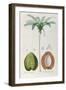 Coconuts and Coconut Tree (Palm Tree)-Louis Michel Dumesnil-Framed Giclee Print