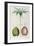 Coconuts and Coconut Tree (Palm Tree)-Louis Michel Dumesnil-Framed Giclee Print