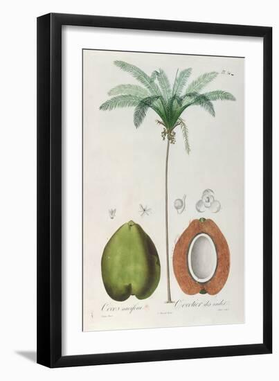 Coconuts and Coconut Tree (Palm Tree)-Louis Michel Dumesnil-Framed Giclee Print