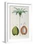 Coconuts and Coconut Tree (Palm Tree)-Louis Michel Dumesnil-Framed Giclee Print