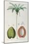 Coconuts and Coconut Tree (Palm Tree)-Louis Michel Dumesnil-Mounted Giclee Print