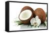 Coconuts with Leaves and Flower, Isolated on White-Yastremska-Framed Stretched Canvas