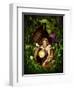 Cocoon-Atelier Sommerland-Framed Art Print