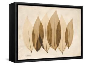Coculus Leaf Moments-Albert Koetsier-Framed Stretched Canvas