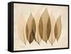 Coculus Leaf Moments-Albert Koetsier-Framed Stretched Canvas