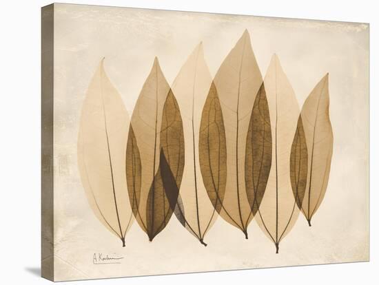 Coculus Leaf Moments-Albert Koetsier-Stretched Canvas