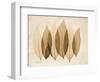 Coculus Leaf Moments-Albert Koetsier-Framed Art Print