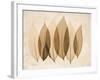 Coculus Leaf Moments-Albert Koetsier-Framed Art Print